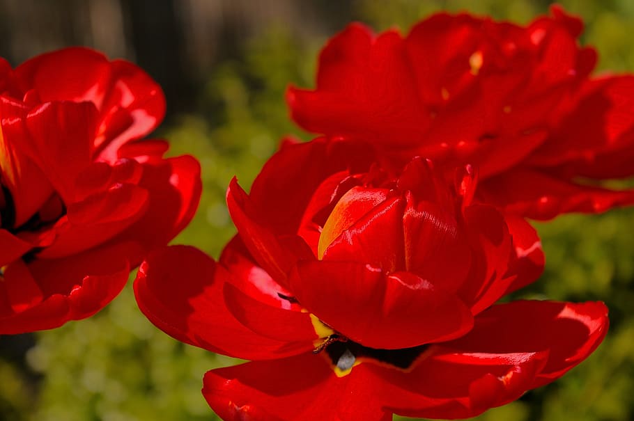 tulips, red tulips, red, flower, spring, nature, flowers, bloom, spring flower, plant