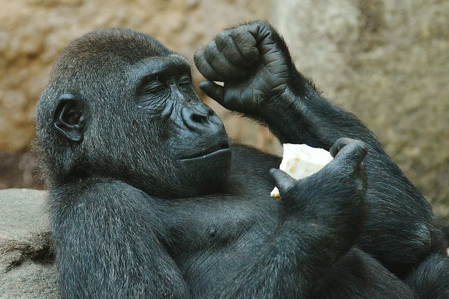 orangutan holding food, monkey, gorilla, eat, zoo, animal, wild animal, tierpark hellabrunn, munich, wildlife