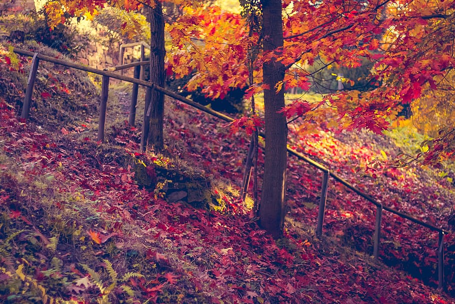 hojas, tonos de color de otoño de bosque, árboles, bosque, otoño, color, tonos, naturaleza, natural, hoja