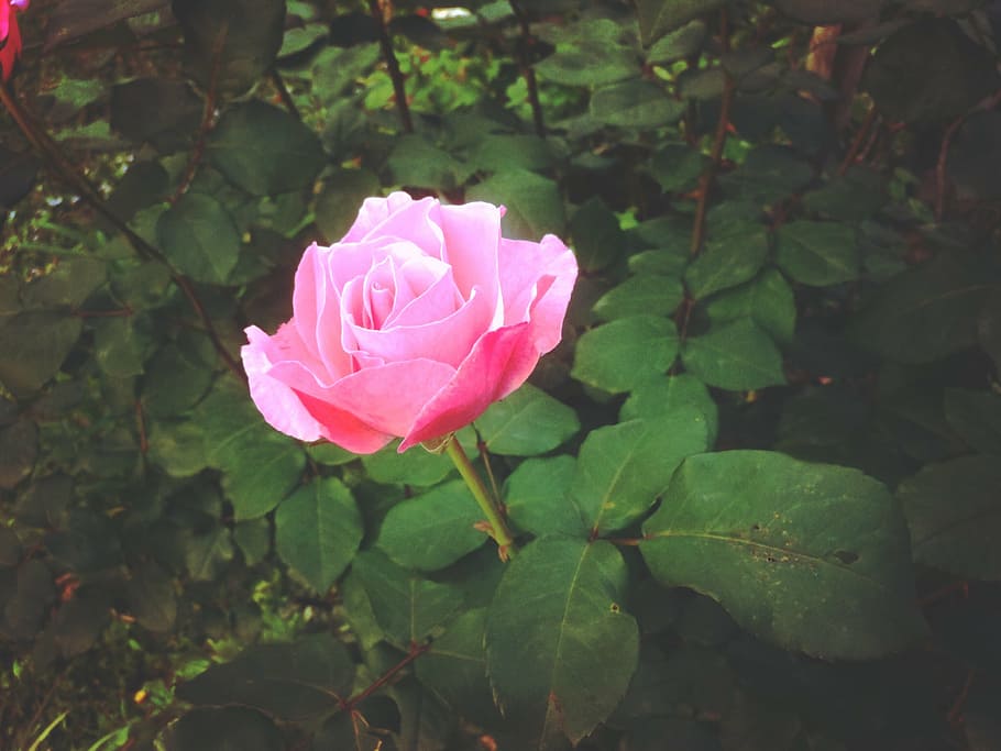 flor rosa rosa, macro, foto, rosa, flor, hojas, color rosa, pétalo, naturaleza, crecimiento