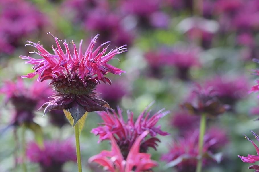 selectivo, foto de enfoque, rojo, flores de bálsamo de abeja, floración, bálsamo de abeja, agosto, naturaleza, planta, color rosa