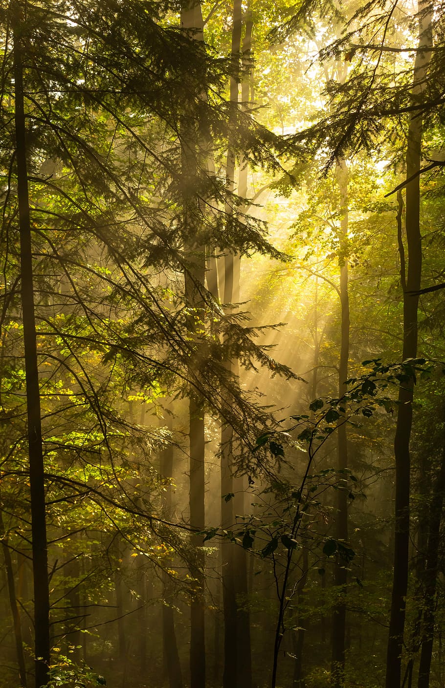 landscape photography, sun rays, trees, forest, the rays, morning sun, the sun's rays, mood, luminously, nature