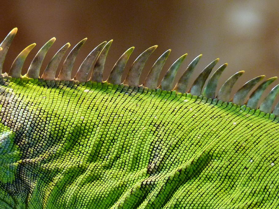 fotografía macro, verde, camaleón, peine, iguana, lagarto, kaltblut, reptil, animal, criatura