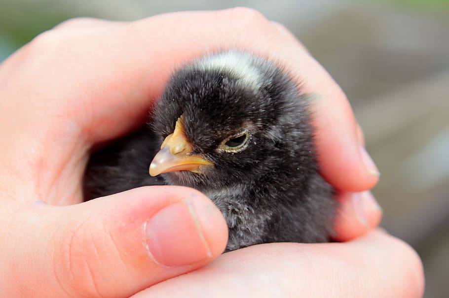 chicks, black, chicken chicks, cute, pinnate, one day old, bill, fluffy, animal world, hands