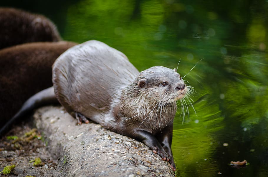otter, beaver near lake, animal, animal themes, animal wildlife, mammal, animals in the wild, water, underwater, one animal