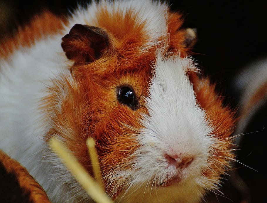 wildpark poing, cute, nager, young animals, small, young, sweet, fur, guinea Pig, animal