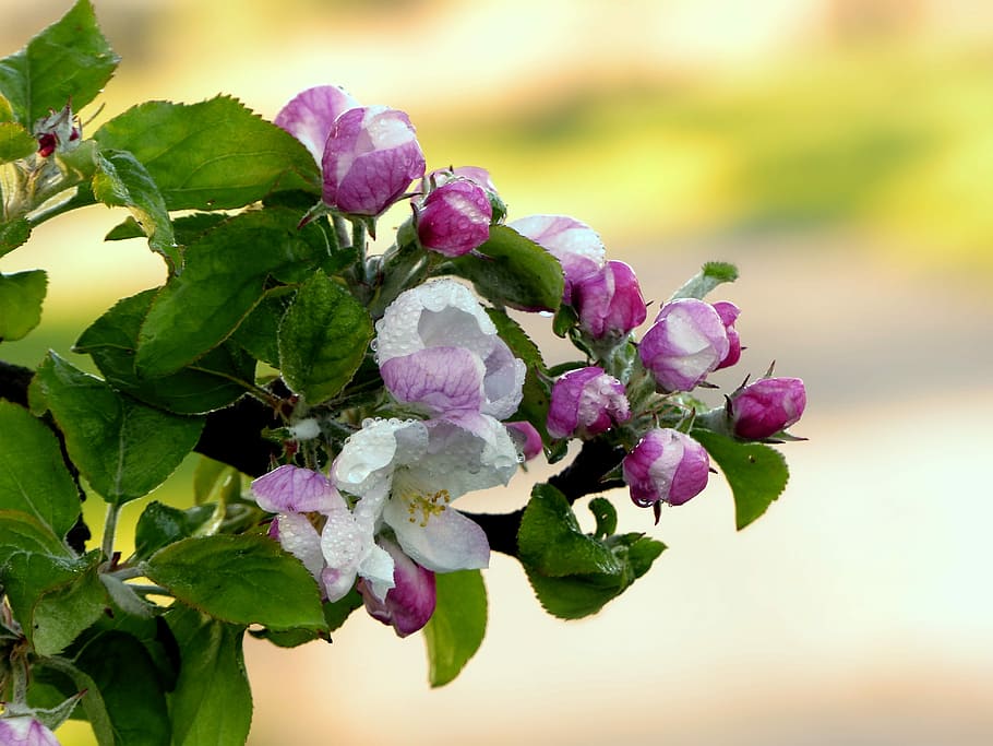 Spring fruit. ЦВЕТОЖОРКА Яблоневая фото.