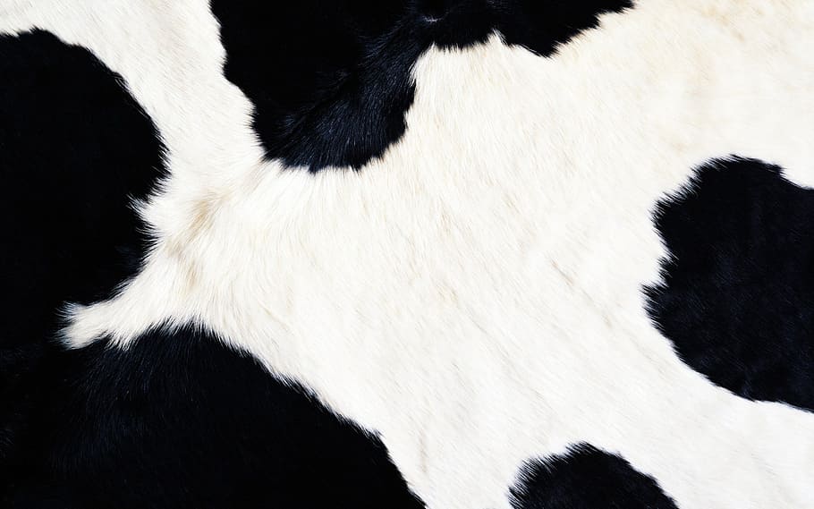 putih, hitam, tekstil, latar belakang, sapi, hewan, bulu, tekstur, Warna hitam, close-up
