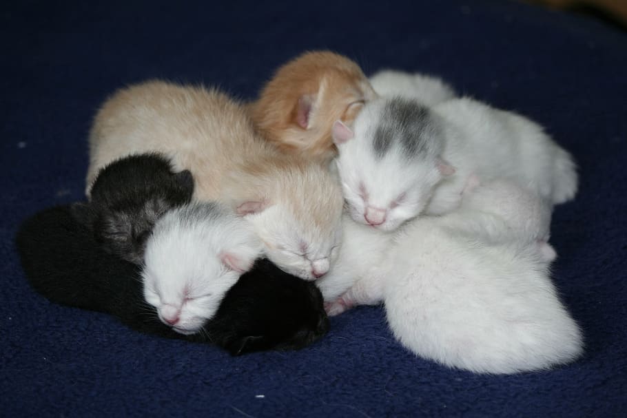 putih, hitam, anak kucing, kucing, kucing domestik, bayi kucing, ekh, manis, sayang, tutul