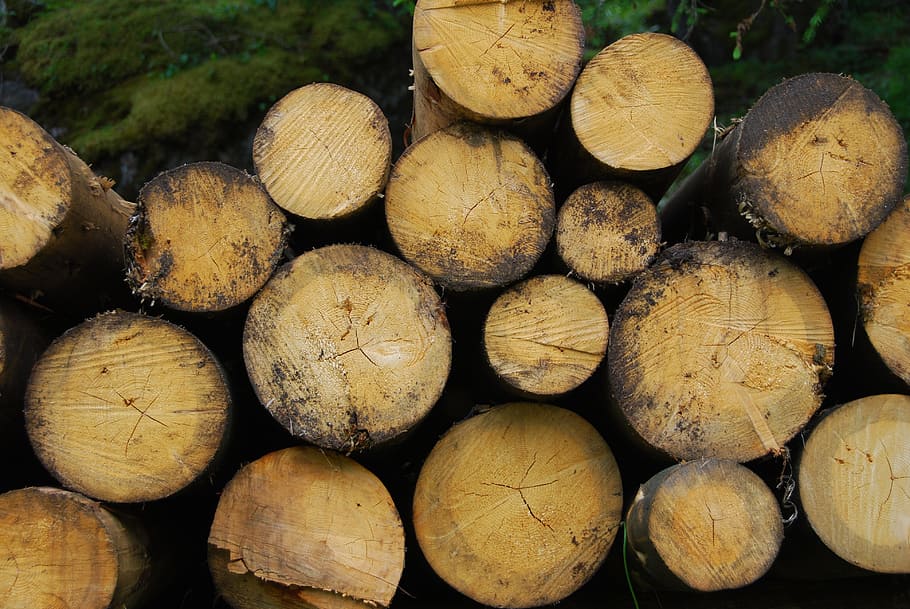 batang, kayu, coklat, batang pohon, tanaman, gunung, biomassa, pohon, penebang kayu, log