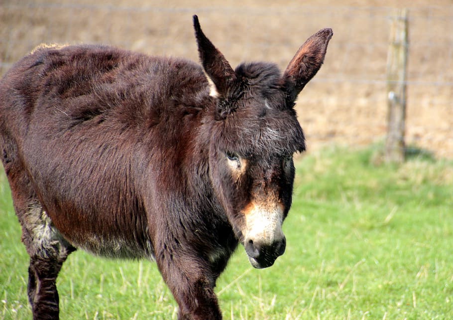 donkey, domestic donkey, equus asinus asinus, animal, stand, dark brown, last animal, perissodactyla, curious, on pasture