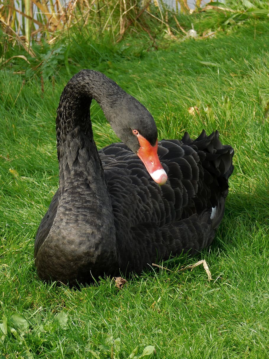 black swan, swan, black bird, bird, animal, animal themes, grass, animal wildlife, vertebrate, animals in the wild