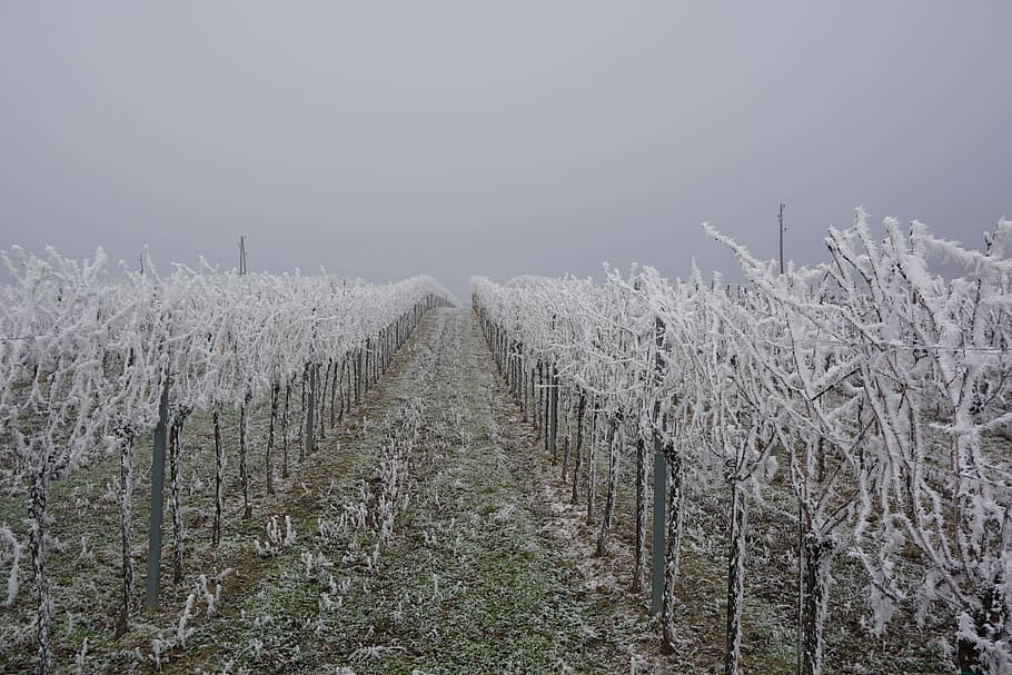 vineyard, ice, winter, plant, growth, land, cold temperature, tranquility, landscape, tranquil scene