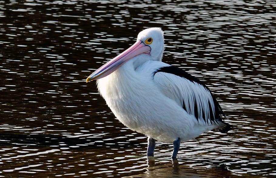 pelican, water, nature, bird, animal, beak, feathers, lake, inland, waterbird