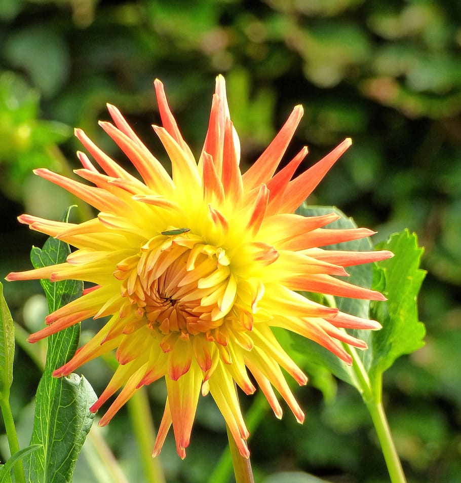 花 ダリア 庭 夏の終わり カラフル 開花植物 もろさ 植物 脆弱性 自然の美しさ Pxfuel