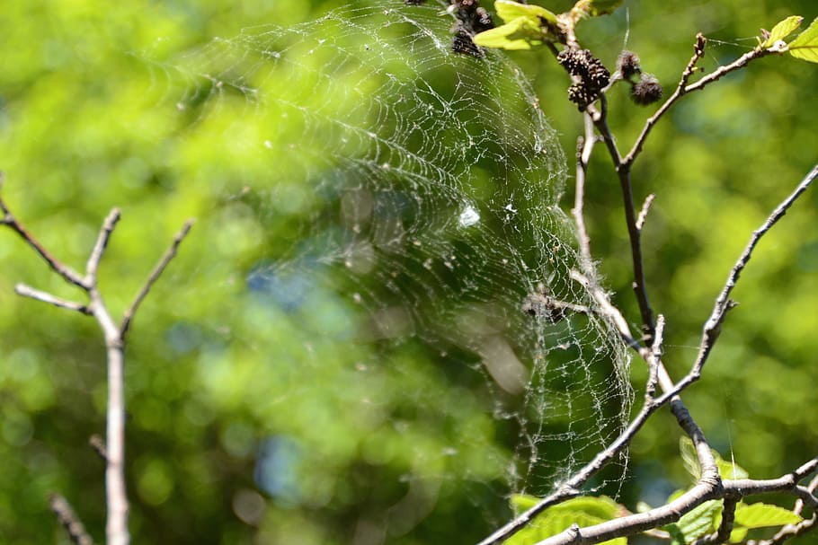 nature, forest, canvas, choker, wood, summer, spider web, close-up, plant, focus on foreground