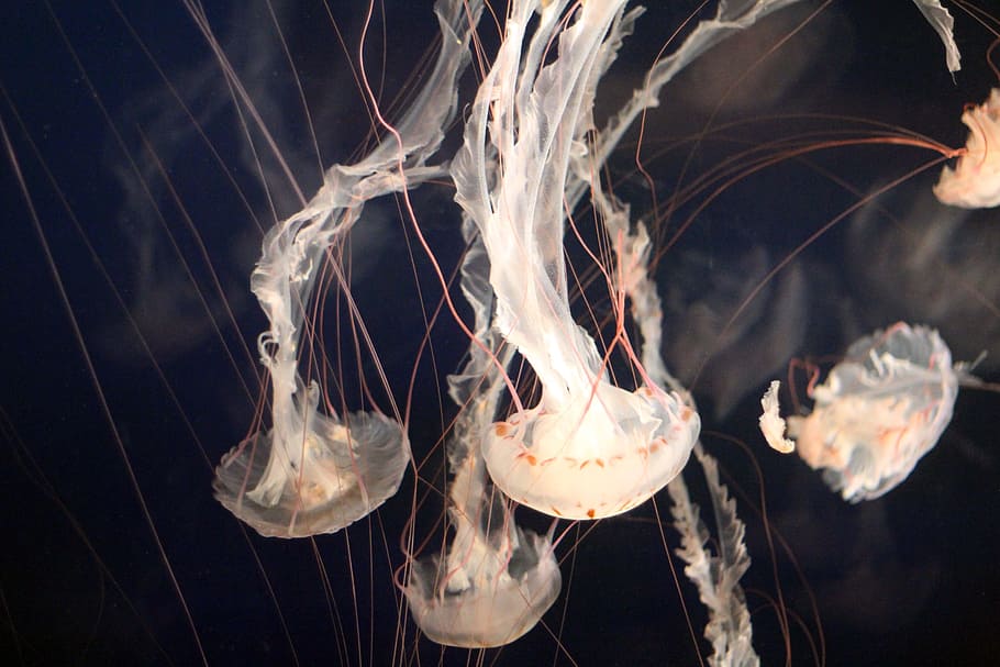 medusas claras, medusas, acuario, océano, mar, submarino, marino, acuático, agua, resplandeciente