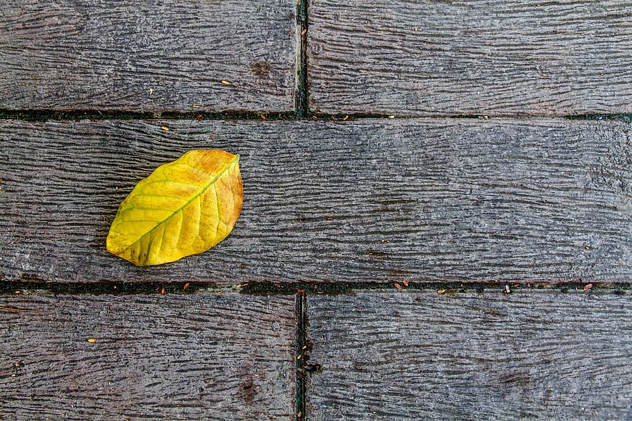 autumn leaves, alopecia, ground, yellow, wood - material, plant part, autumn, leaf, change, day