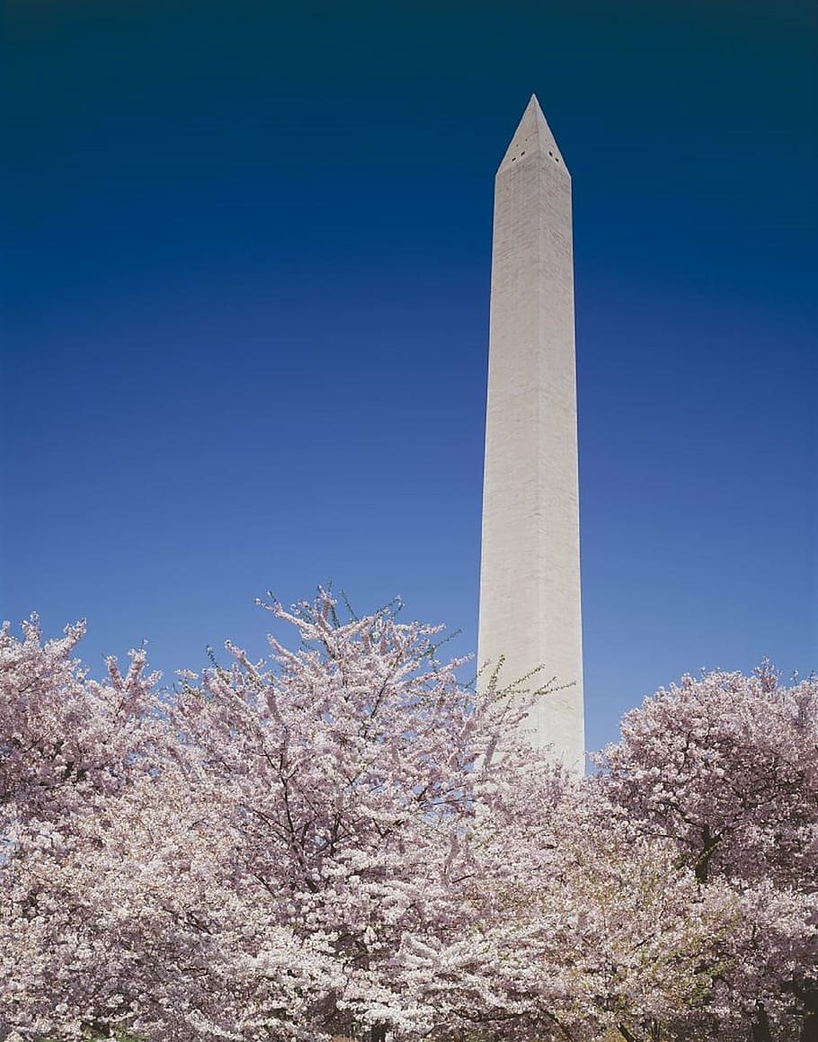 washington monument, president, memorial, historical, cherry trees, blossoms, spring, blooming, blooms, flowering