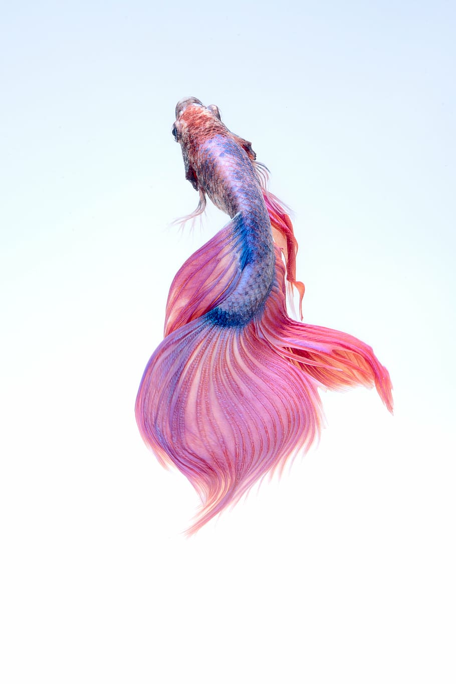 biru, pink, ikan cupang, ikan, bawah air, merah, cupang, akuarium, warna-warni, satu hewan