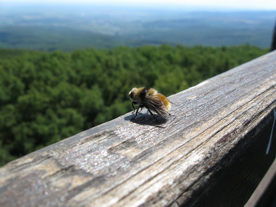 Bumblebee, Serangga, Kayu, Pemandangan, Alam, tinggi, hutan, negara, satu hewan, hewan di alam