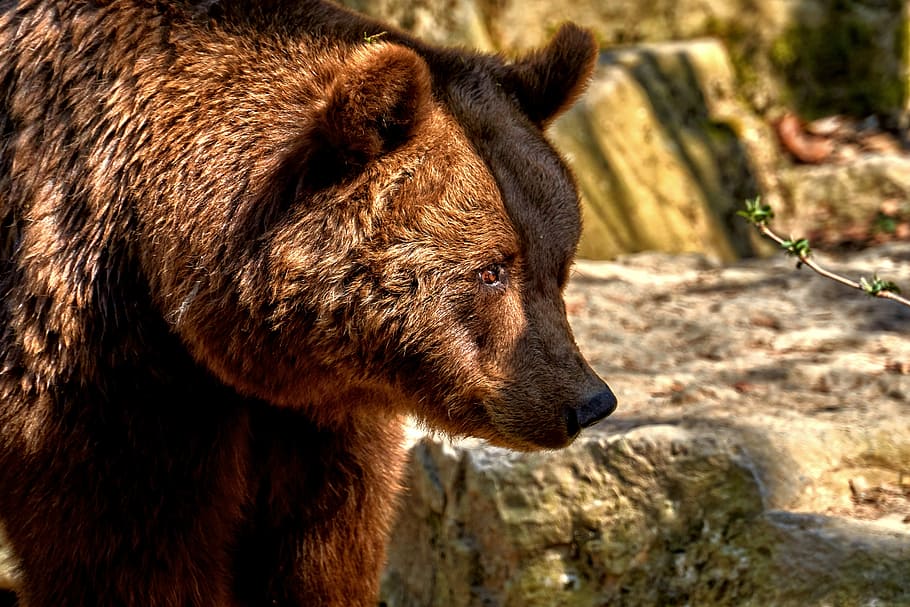 brown grizzly bear, bear, mammal, animal world, nature, animal, wild, fur, predator, one animal