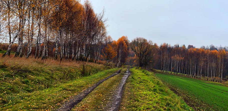 maneira, outono, floresta, paisagem, natureza, folhagem, o caminho, árvore, plantar, cena tranquila