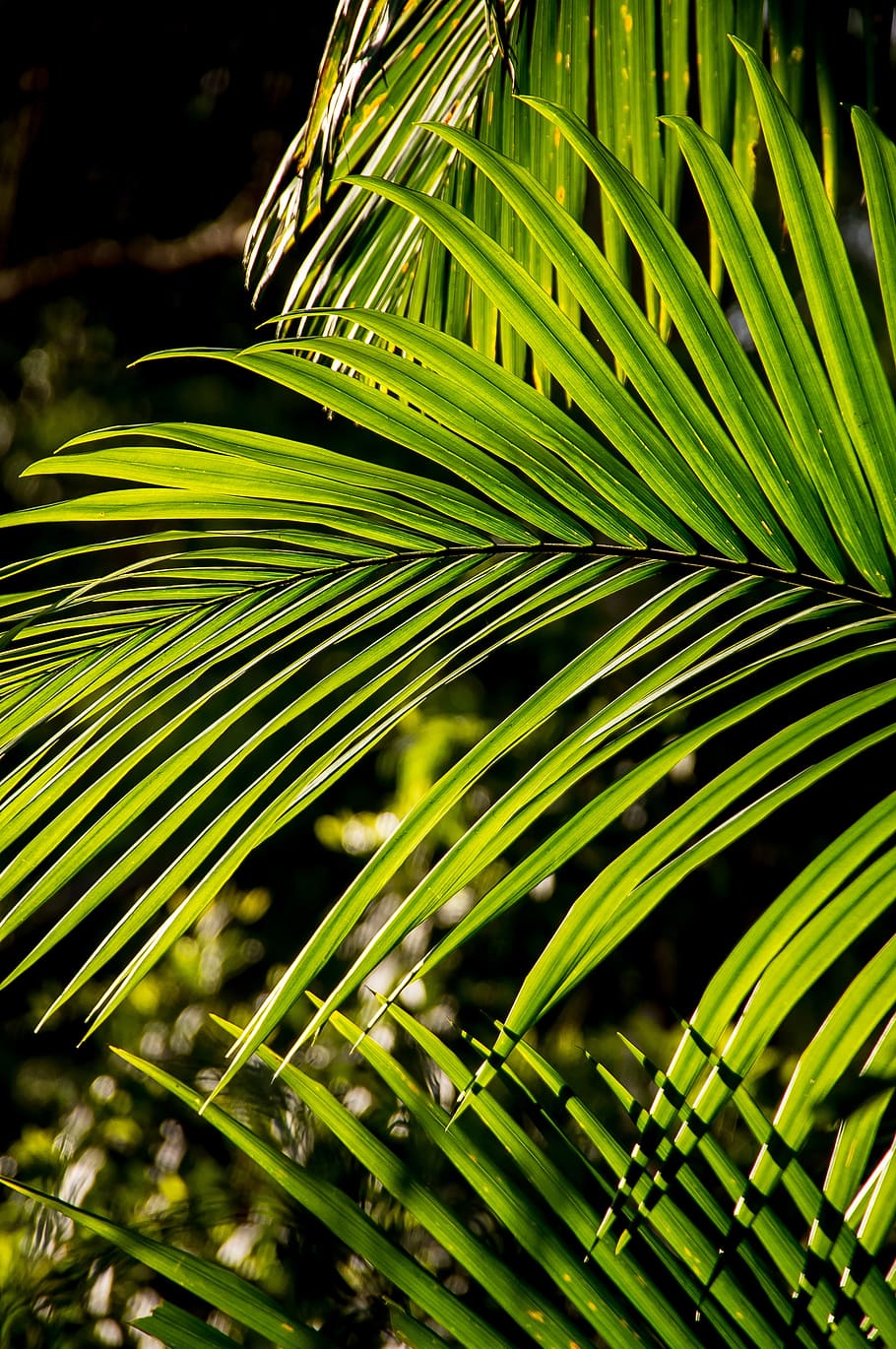 palm, bangalow palm, frond, rain forest, forest, australia, queensland, green, native, sub-tropical