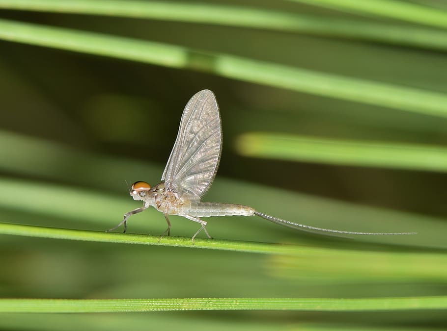 mayfly, fishfly, shadefly, insect, insectoid, stinkfly, winged, bug, flying insect, winged insect
