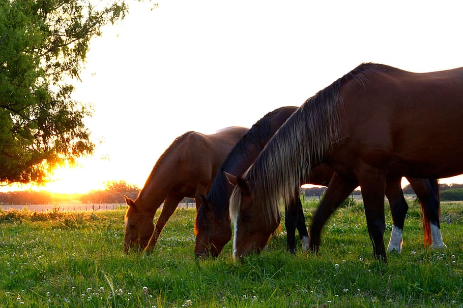 tres, marrón, caballos, comiendo, hierba, durante el día, caballo, caballos de grupo, animales de grupo, caballos de manada