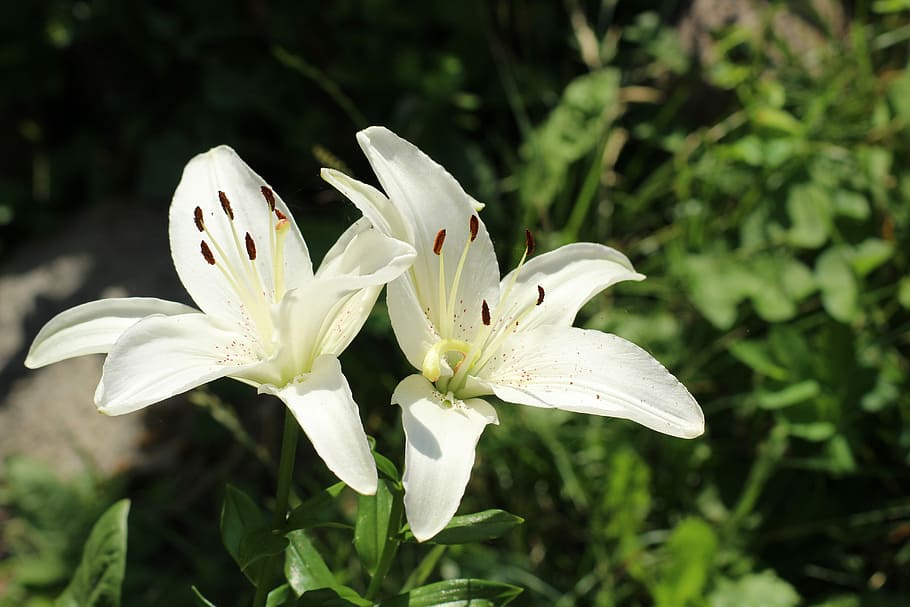 2 白 花びらの花 ユリ 白い花 ユリの繁栄 観葉植物 植物 自然 開花植物 Pxfuel