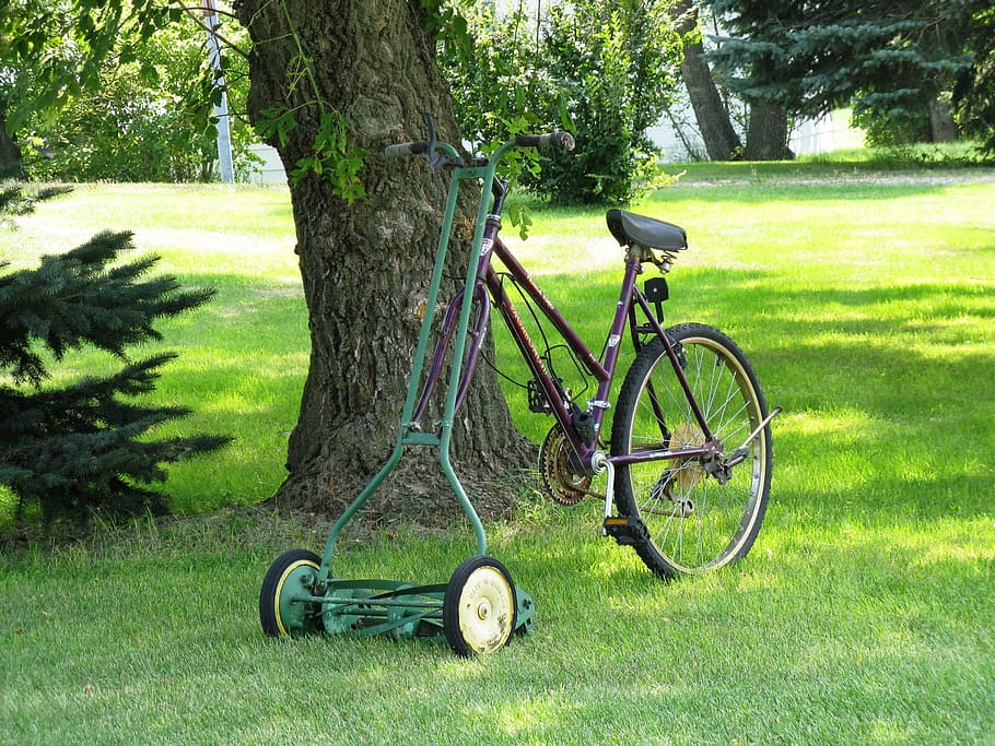 Halaman, sepeda, mesin pemotong rumput, pohon, memotong, musim panas, halaman belakang, pengendara sepeda, aktivitas, kesenangan