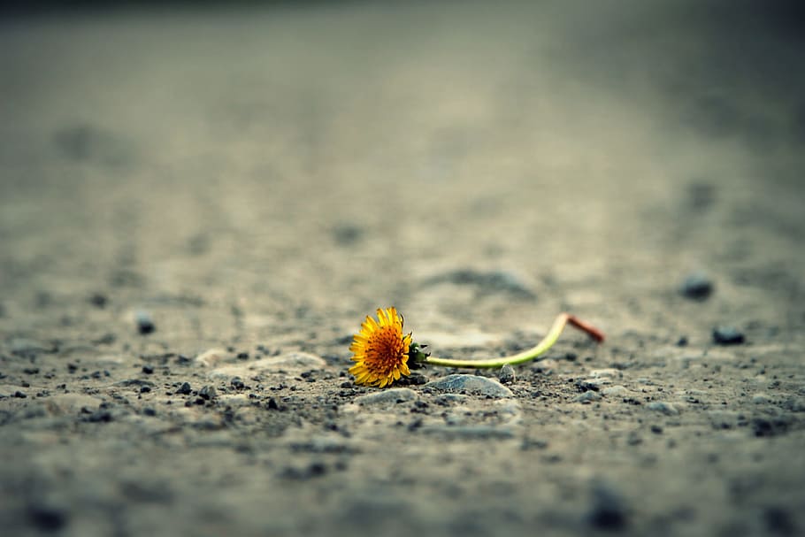 黄色の花びらの花, 花, 道路, タンポポ, 単独, パス, 生活, 悲しみ, 日没, 暗い