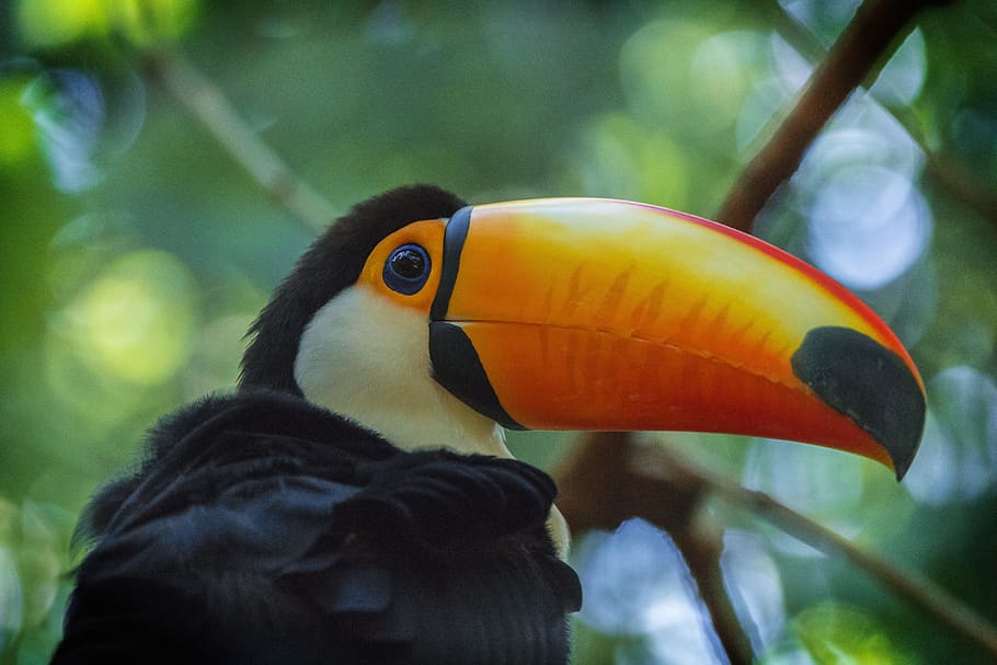 toucan, cabang pohon, hewan, burung, alam, liar, margasatwa, kebun binatang, warna, warna-warni