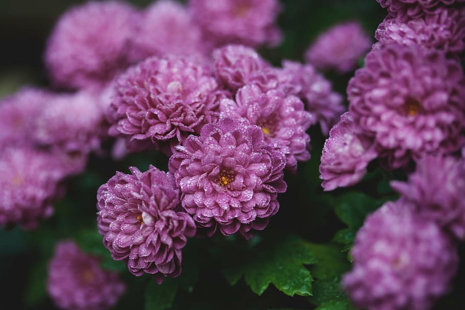 selectivo, foto de enfoque, púrpura, rosas, amplio, pétalo, flor, lavanda, florecer, jardín