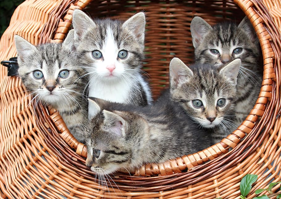 다섯, 회색, 얼룩 무늬가, 새끼 고양이, 갈색, 바구니, 고양이, 바구니에 새끼 고양이, 아기, 동물