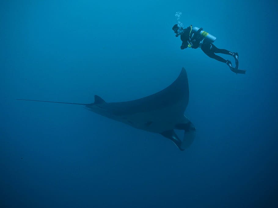 man, wearing, diving, suit, underwater, sting ray, diving suit, manta, rays, deep