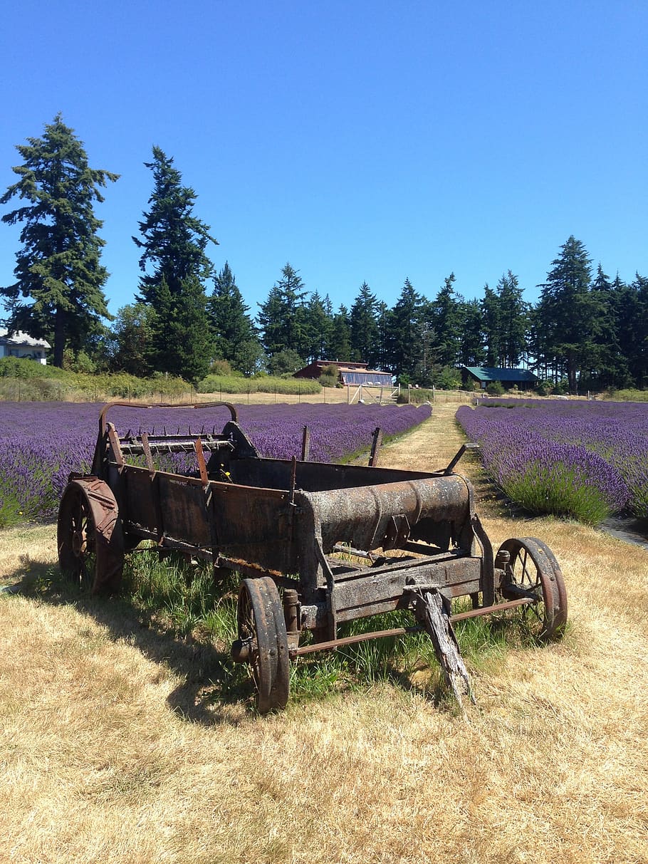 lavender, bidang, gerobak dorong, tua, rysty, traktor, jejak, pedesaan, menanam, tanah