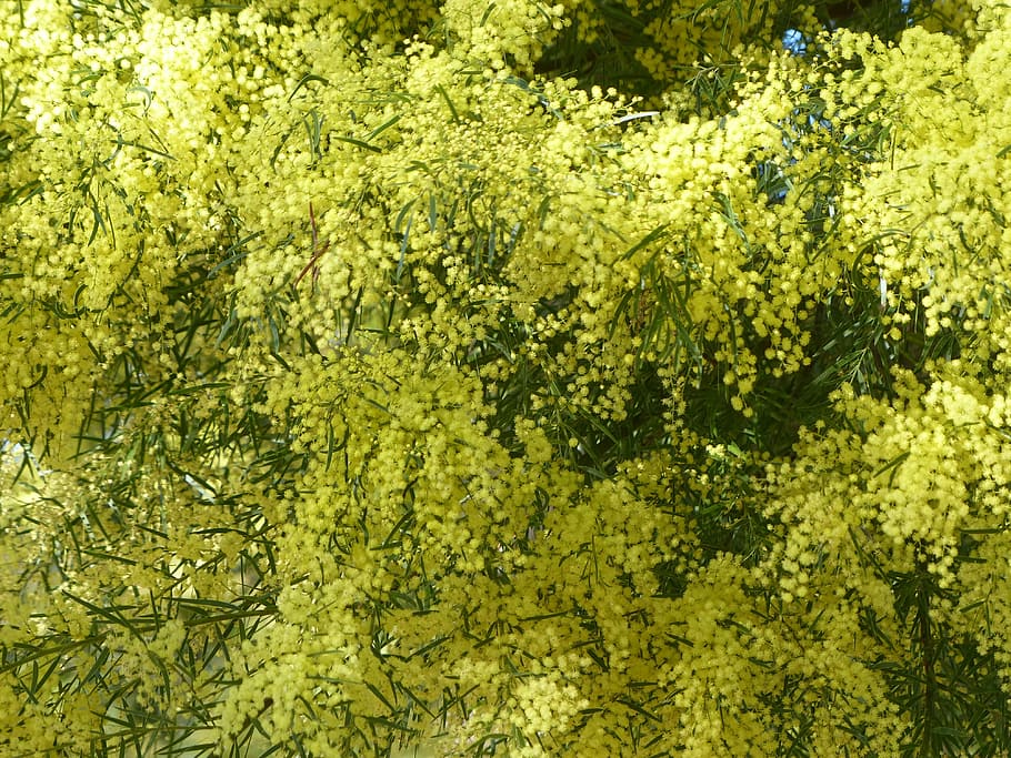 Acacia, zarzo, amarillo, flor, flora, follaje, floración, árbol, naturaleza, belleza en la naturaleza