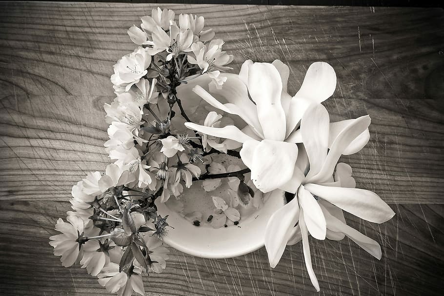 Magnólia, Flor de cerejeira, Flor, natureza, planta, flor branca, branco, primavera, compósitos, preto branco