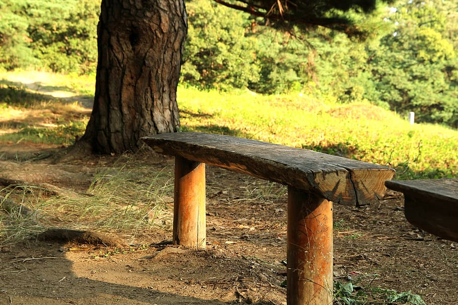 forest, bench, park, wood, walk, a wooden bench, landscape, warmth, tree, plant