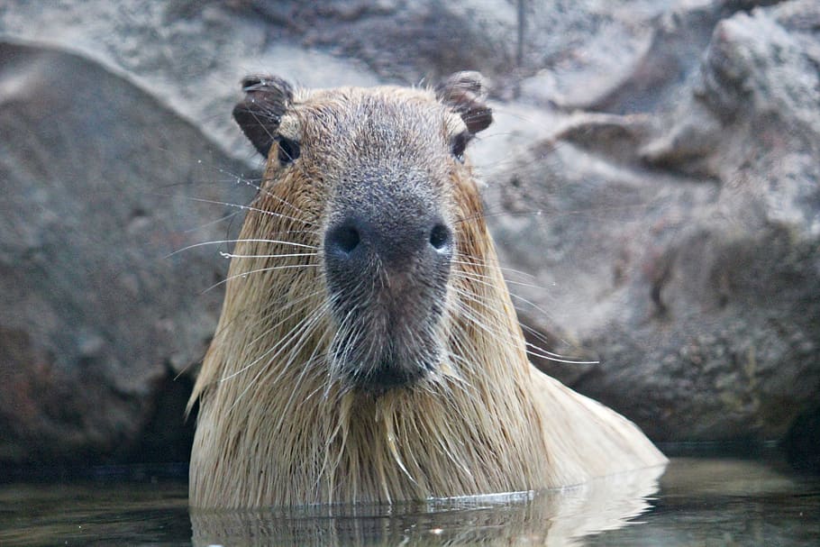 capybara, rodent, animal, large, mammal, water, bath, head, muzzle, animal wildlife
