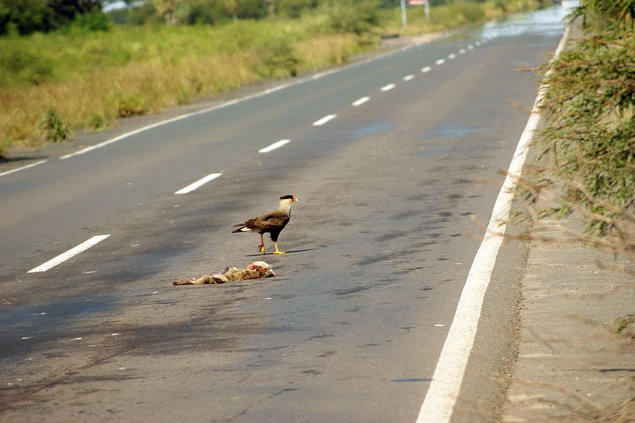road, vulture, carcass, landscape, aas, tree, paraguay, south america, animal themes, animal wildlife