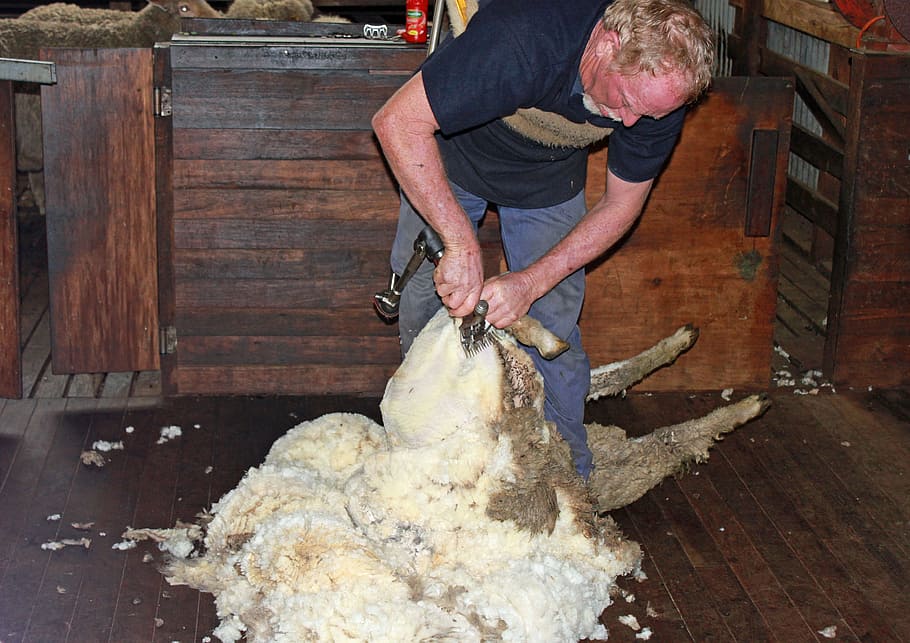 sheep shearing, sheep, wool, shear, agriculture, livestock, herd animal, one person, occupation, working
