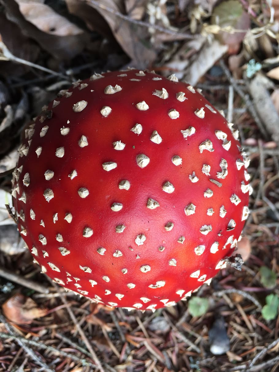 nature, toxic mushroom, amanita muscaria, mushroom, fungus, red, close-up, fly agaric mushroom, spotted, vegetable