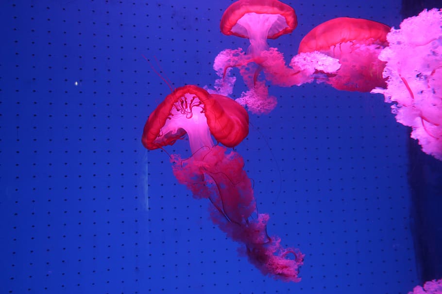 動物 クラゲ 赤 海 ピンク色 水中 水 水泳 青 動物のテーマ Pxfuel