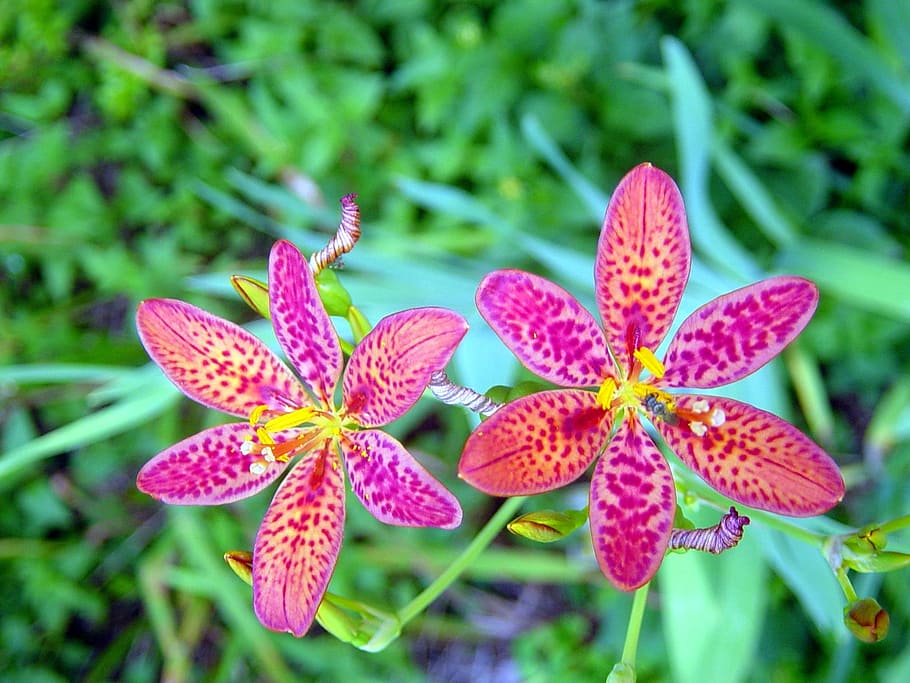 Lily, Flower, Plant, Petal, Floral, lily, flower, blackberry lily, sepals, nature, close-up
