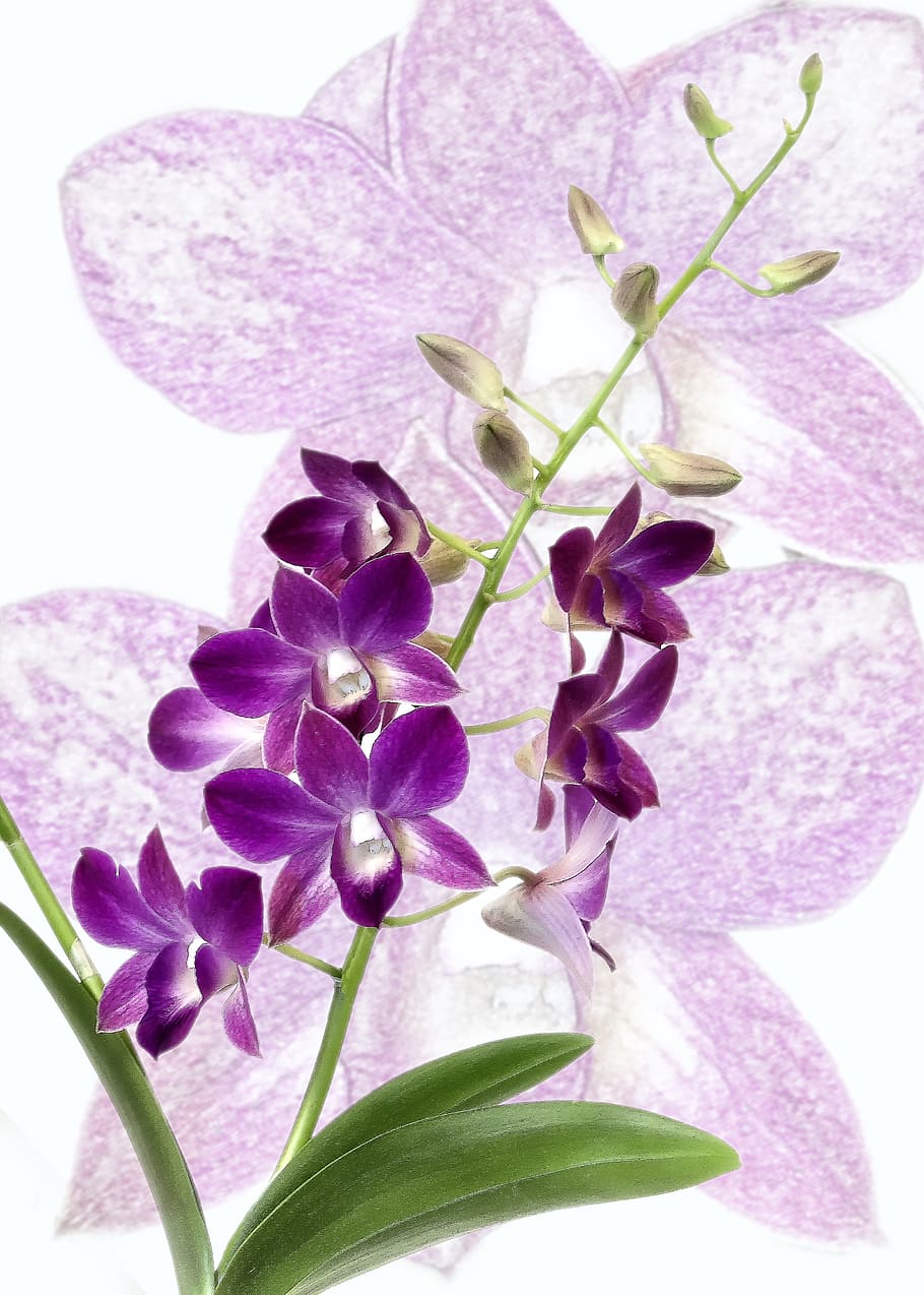 Orquídea, Dendrobium, Roxo, Flor, fechar, flora, violeta, floresceu, exótica, tropical