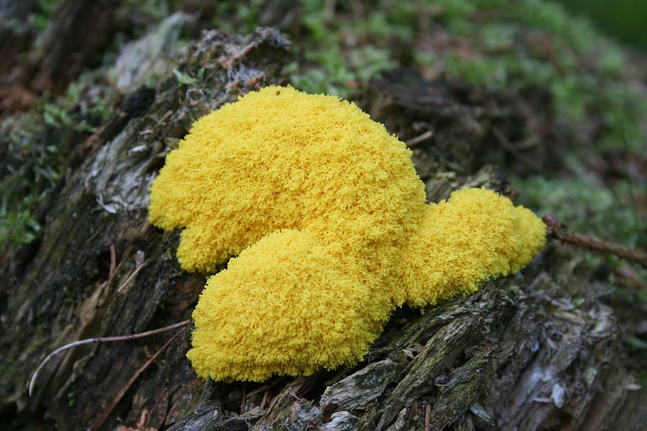 witch's butter, mushroom, slime mold, yellow, nature, mushrooms, forest, yellow lohblüte, fuligo septica, plant