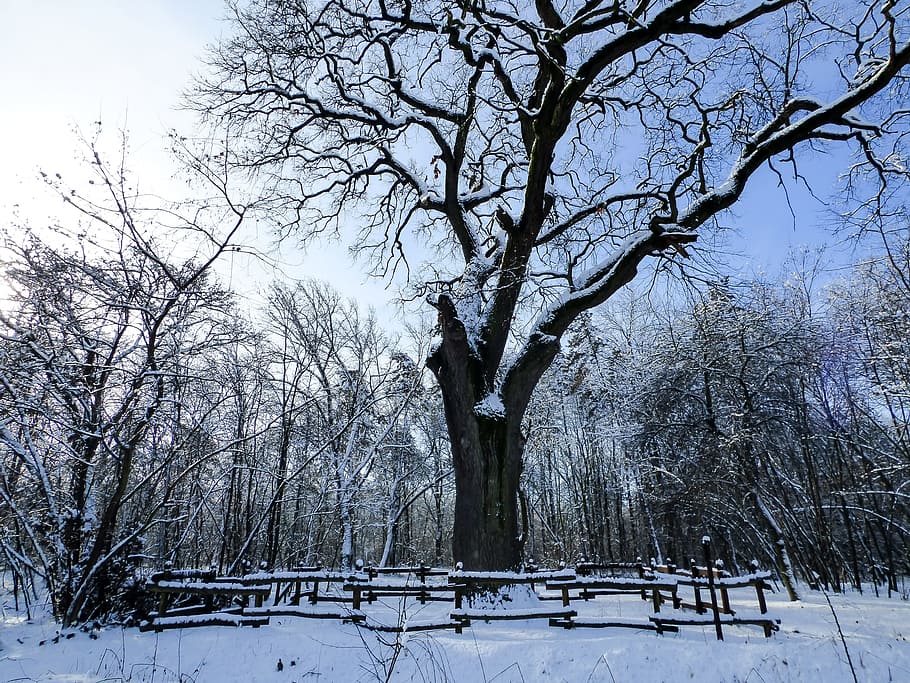 冬, 雪, 風景, 自然, 森, 木, 枝, 冷ややか, フェンス, 白